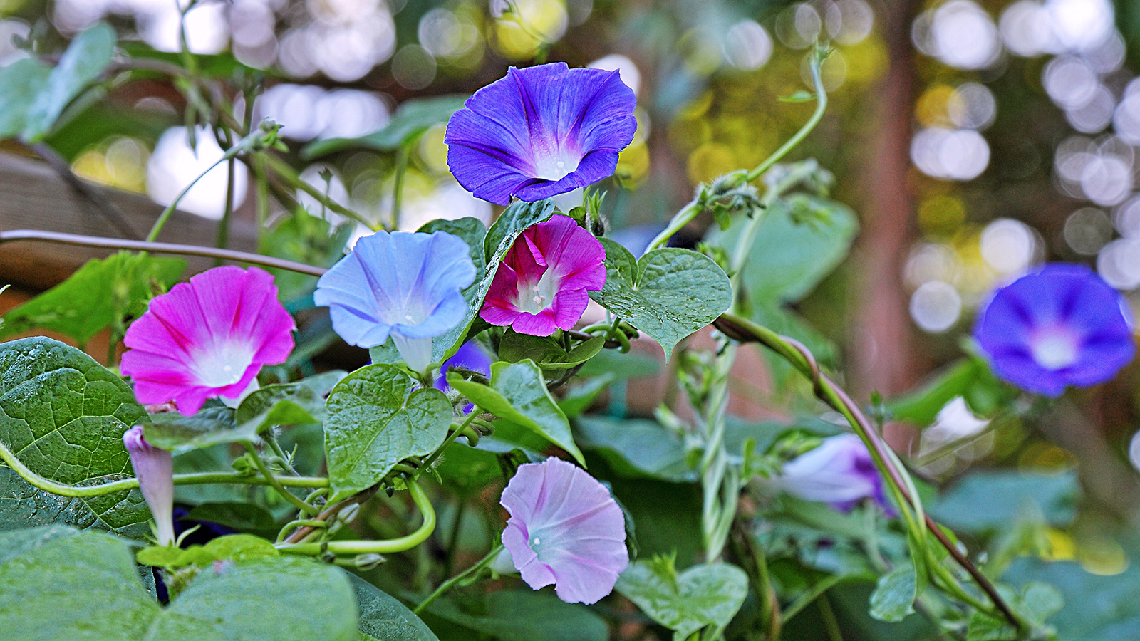 Morning glory flowers