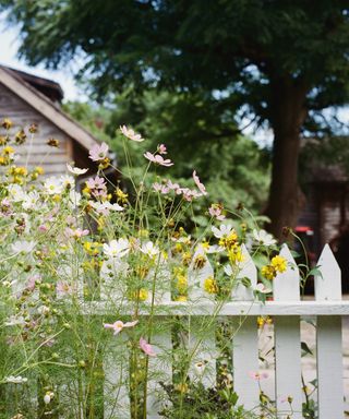 white picket fence with cosmos flowers
