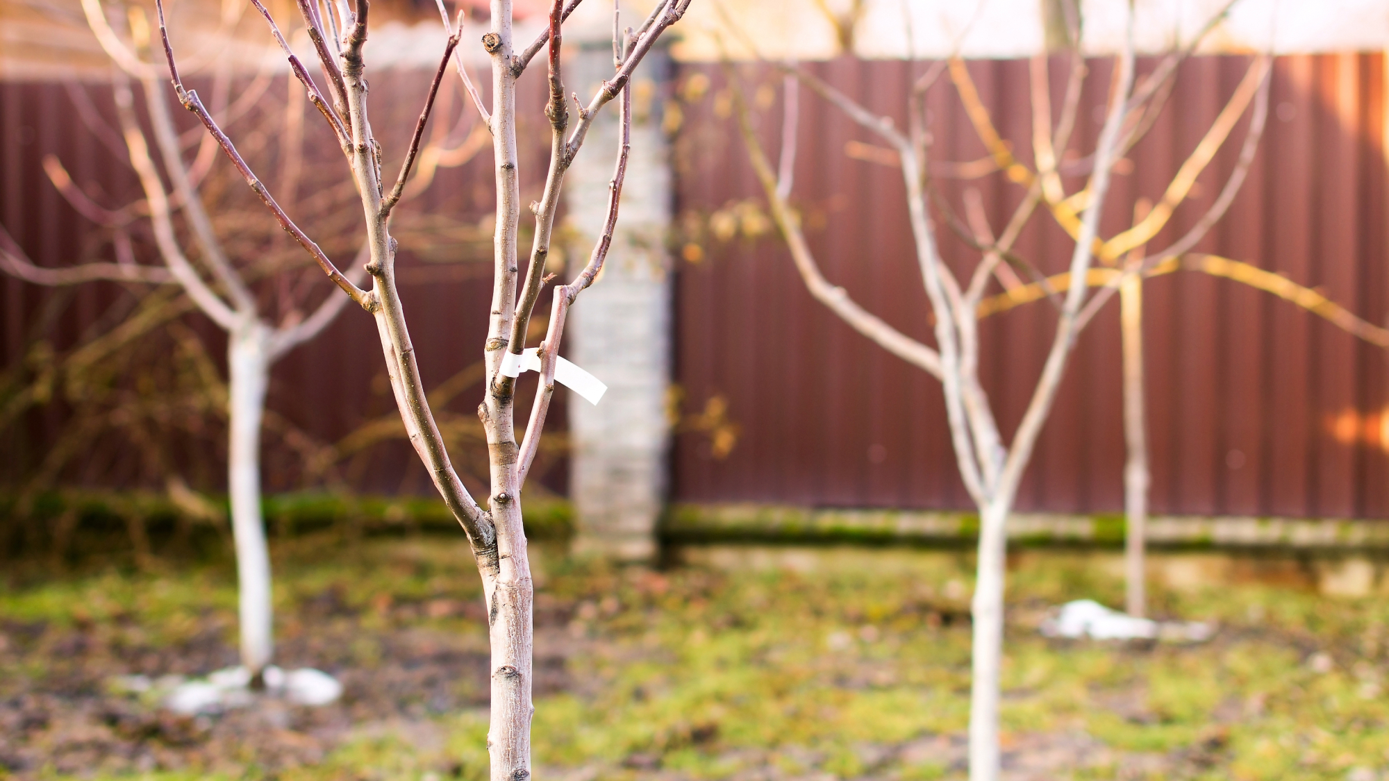 newly planted trees in winter