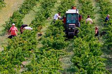Southern Rhône 2012 vintage