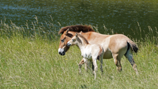 Przewalksi&rsquo;s horse foal Marwell Zoo