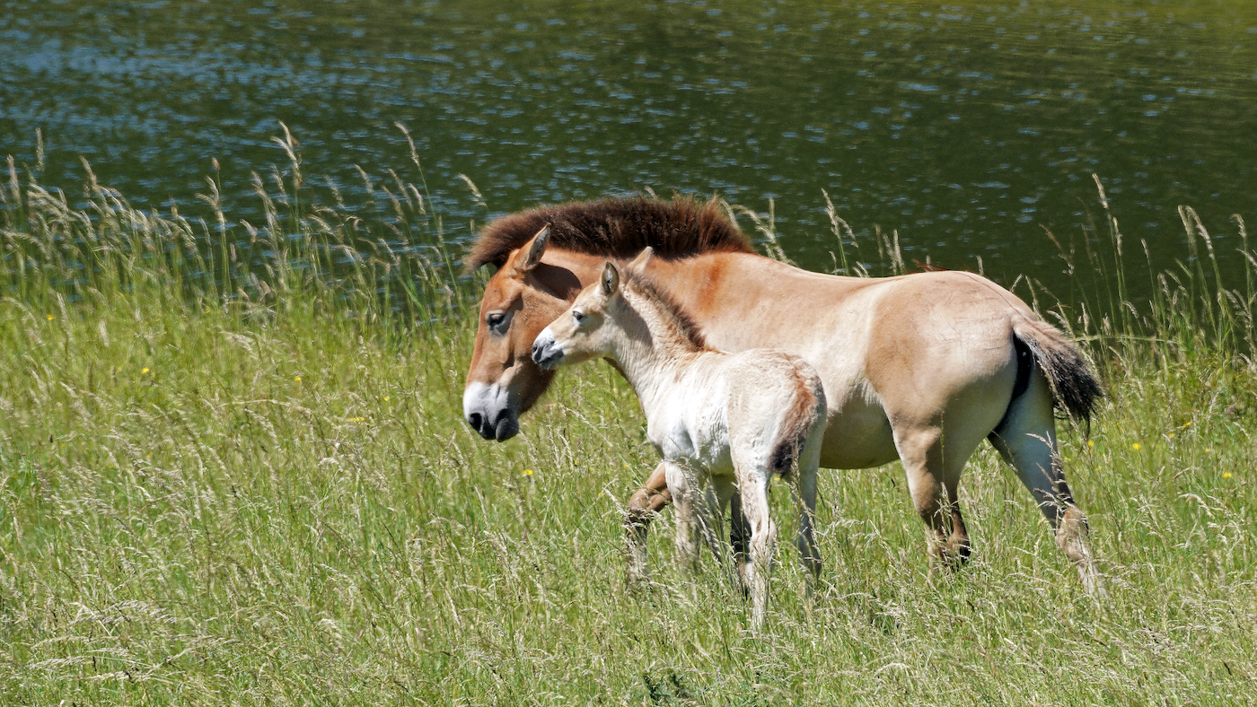 Przewalksi&amp;rsquo;s horse foal Marwell Zoo