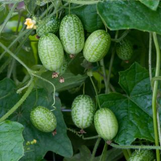 A close-up shot of 6 cucamelons growing on a vine