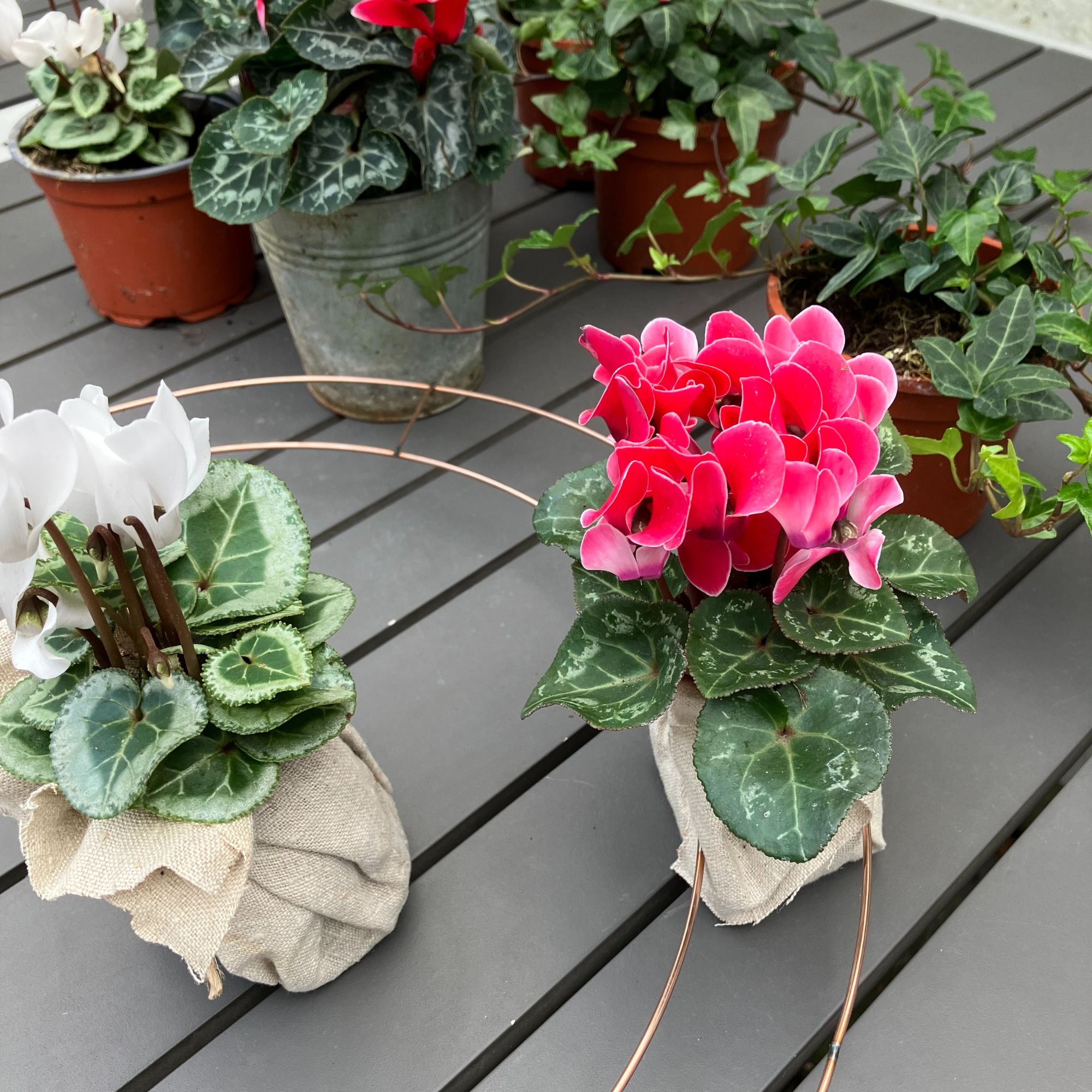 Christmas cyclamen and ivy wreath