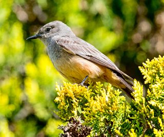 Eastern red cedar and Western bluebird