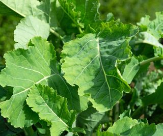 Daubenton’s kale growing as a perennial vegetable in a garden