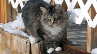 Ragamuffin cat on ledge in snow