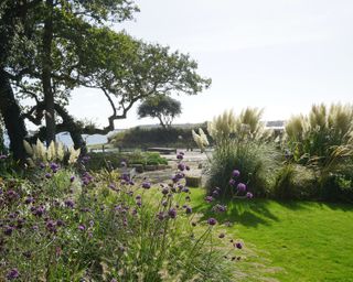 coastal garden planted with grasses and verbena