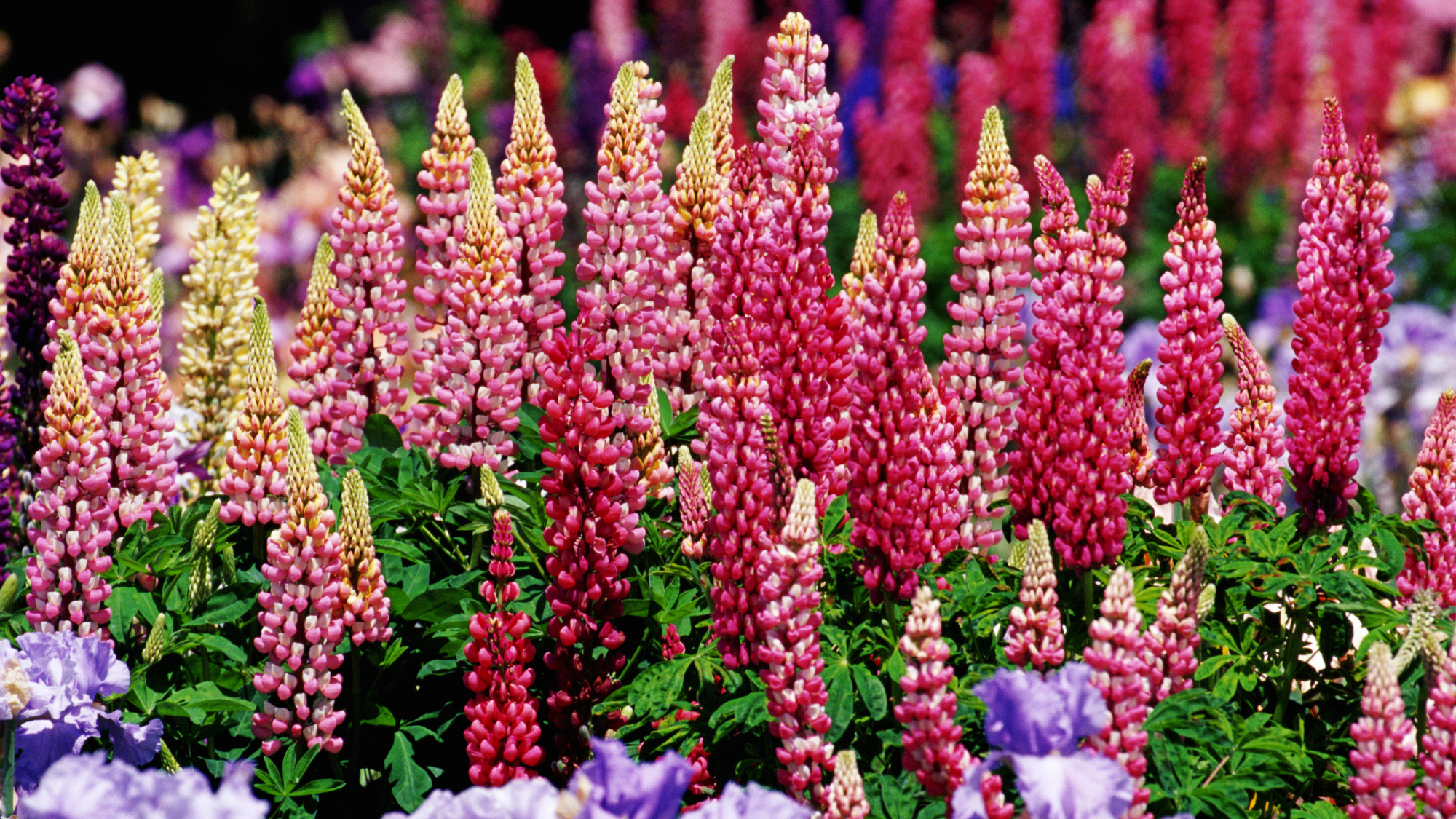 garden full of pink lupines and purple irises