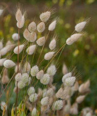 Lagurus ovatus ornamental grass
