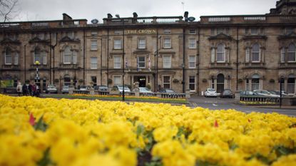 Yellow spring flowers in the Spa town of Harrogate