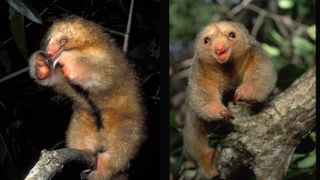 A two-paneled image showing two views of a silky anteater