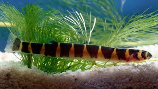 Kuhli Loaches