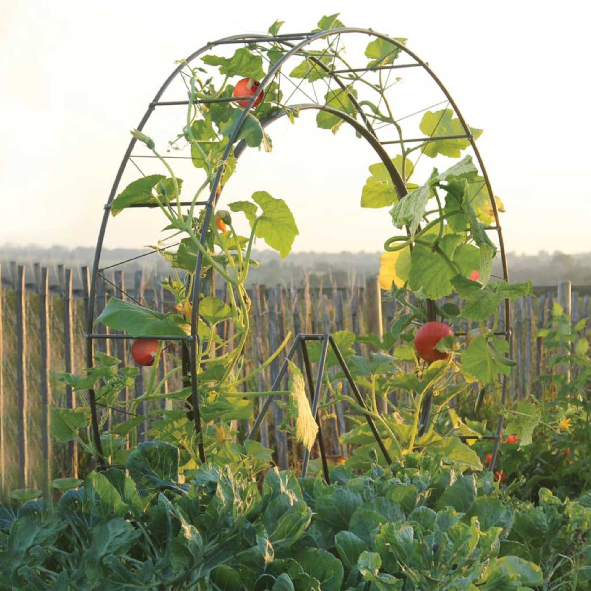 Agriframe london eye frame with climbing pumpkins 
