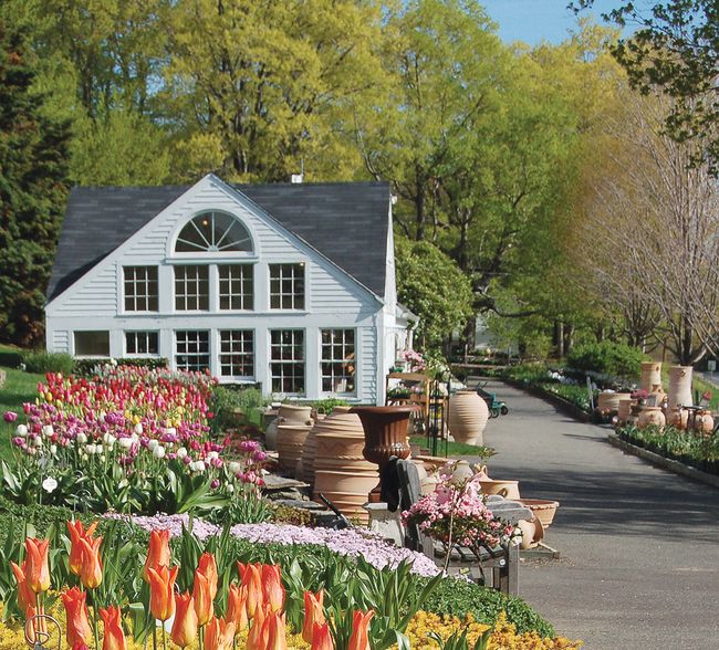 Amaryllis Flower Images Holiday Flowers Live Science