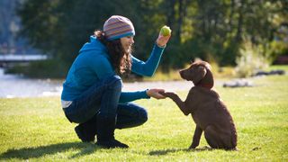 A young woman training a chocolate lab puppy to shake hands at a park