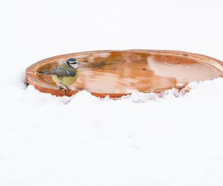 Blue tit bird drinking from de-iced bird bath in snow in garden