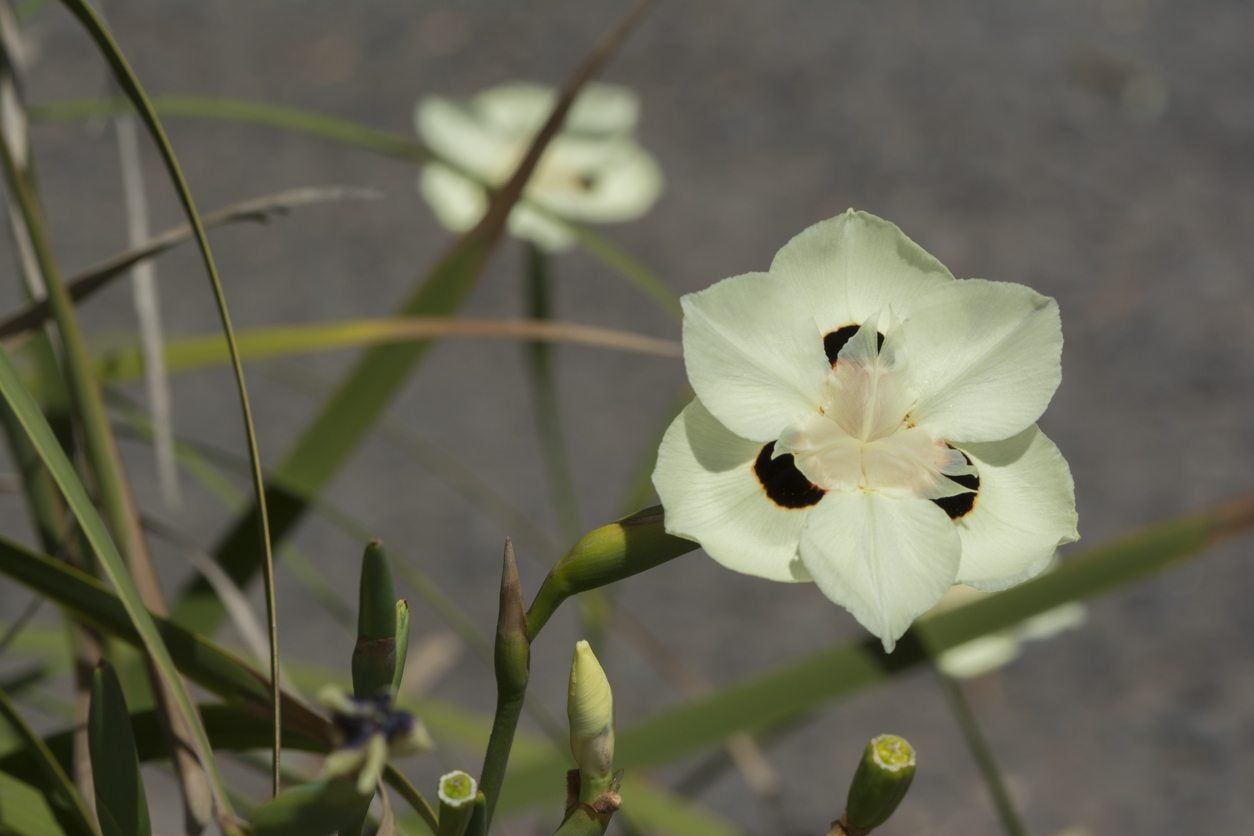 Dietes Evergreen Iris Plant