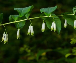 Solomon's seal in a spring garden with white flowers