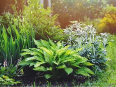 A Garden Of Green Foliage Plants