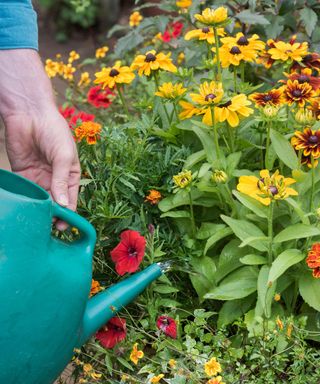 Watering a border full of black-eyed Susan and other plants