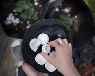 Eggshells used as natural fertiliser