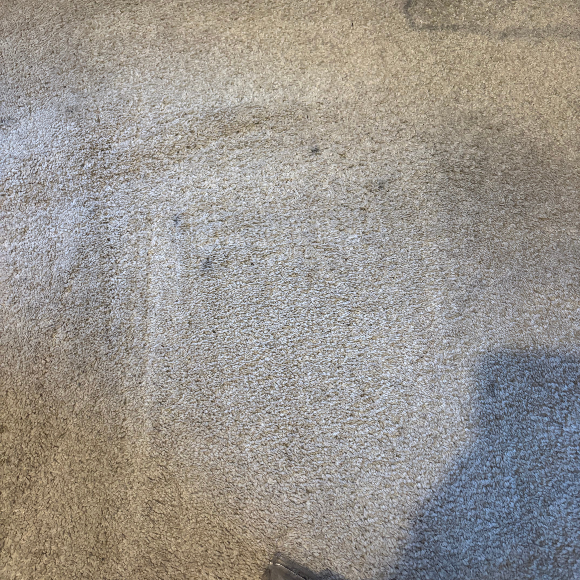 carpets after using Rug Doctor Deep Upright Carpet Cleaner 