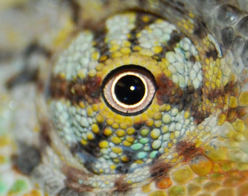 In Images: Colorful Chameleons Change Colors During Combat | Live Science