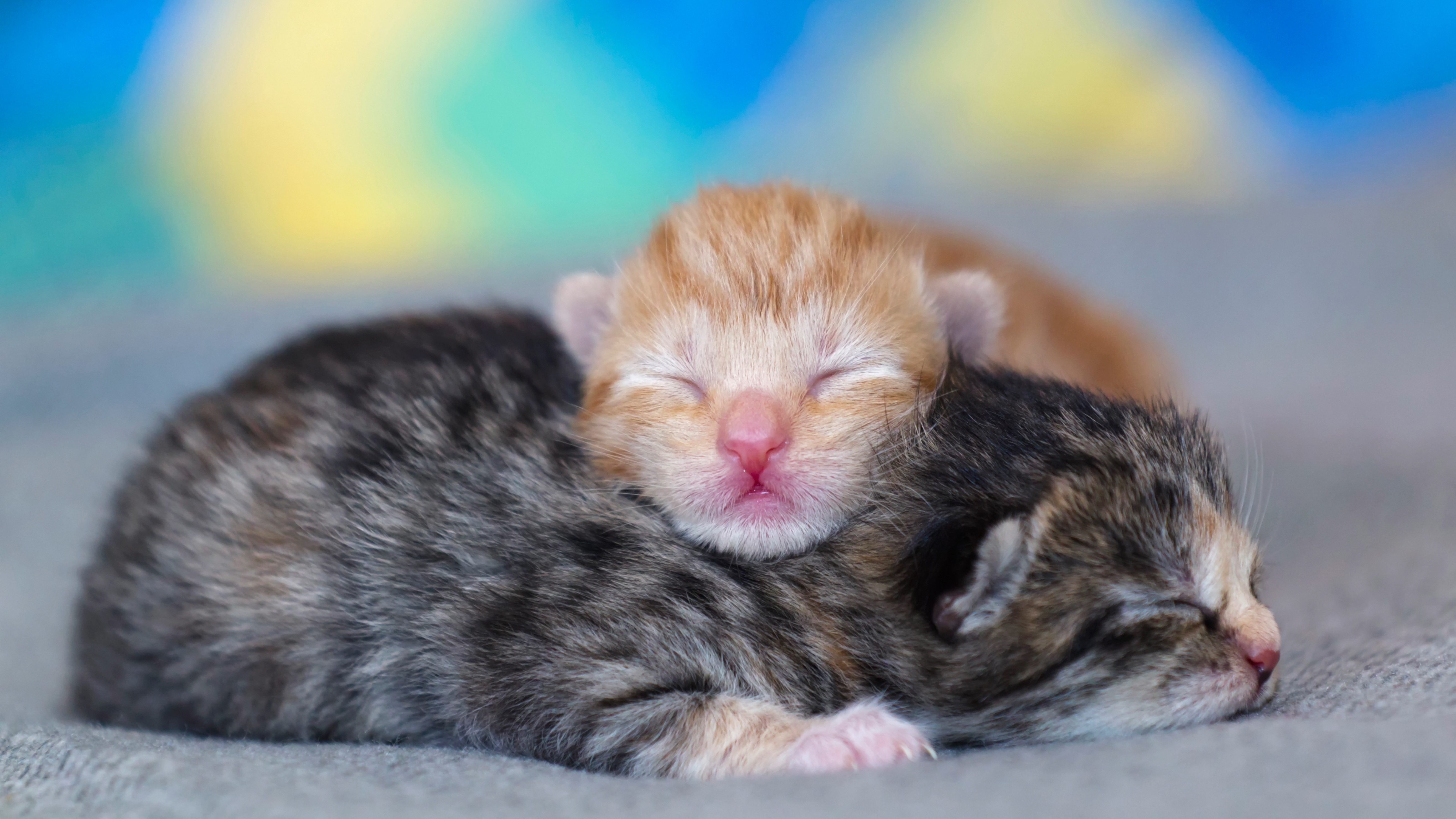 Two kittens sleeping