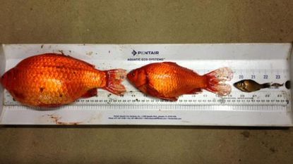 Goldfish found in the Alberta sewer system.