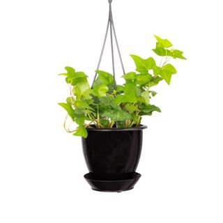 hanging house plant