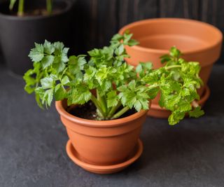 A celery plant growing in a terracotta pot