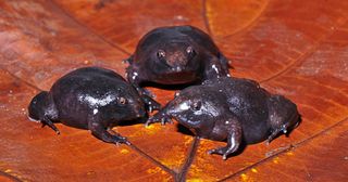 Young Indian Purple frogs (Nasikabatrachus sahyadrensis).