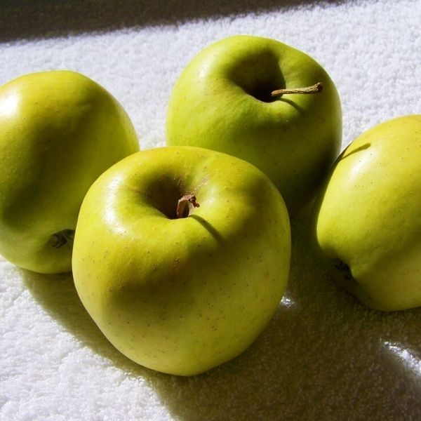 Urban Apple® Tangy Green™ Columnar Apple Tree - #2 Container 1-2 Feet
