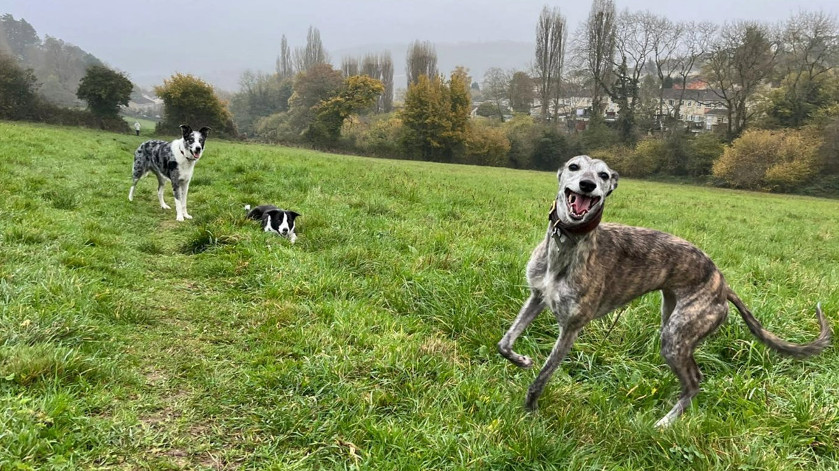 In the foreground, lurcher Dixie turns to camera with a big canine smile on her face. In the background, two boarder collies look on. They are all off leash in a large field.