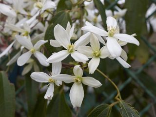 Clematis armandii growing up fence