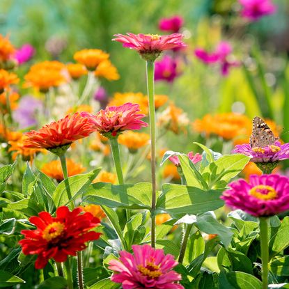 Colorful zinnia annual flowers that bloom all summer