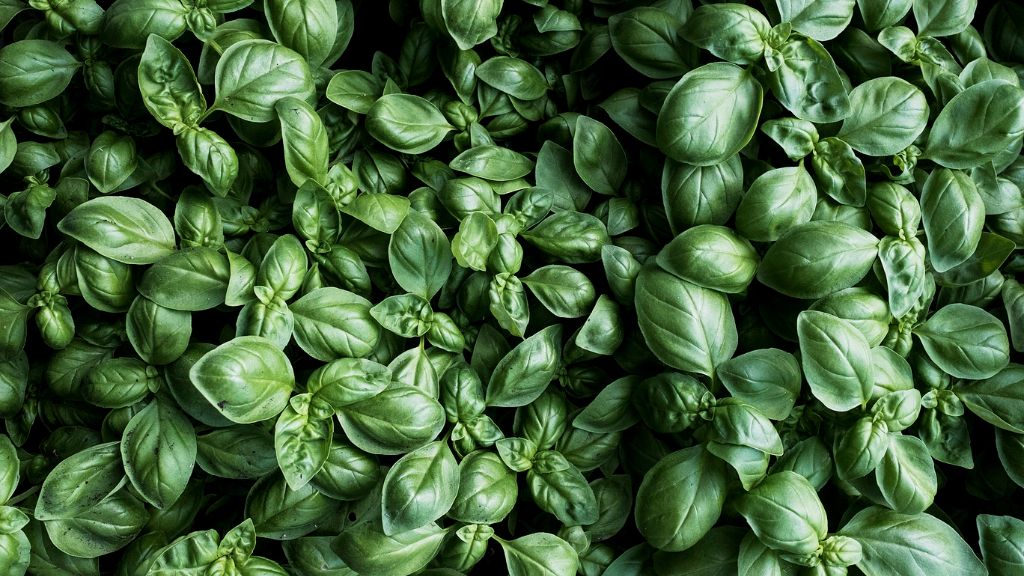 fresh green basil 