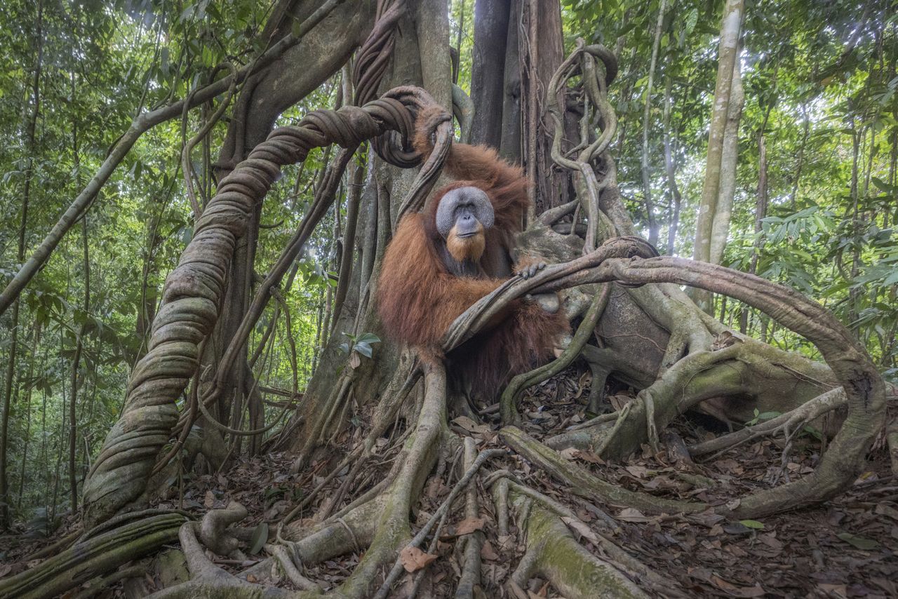Marco Gaiotti - Ancient Balance &ldquo;The image was taken deep inside the northern section of Gunung Leuser National Park in Sumatra, Indonesia. This individual is a wild male, still relatively young, posing on a magnificent strangler fig. The animal was spotted by my guide after a trek through the forest for about nine kilometres. After the initial surprise, we approached the animal very slowly, monitoring its reactions. As the minutes passed, when the darkness of evening was now looming over the forest, the individual began to relax and allowed us to take a few shots with the wide-angle lens. Shortly after, the orangutan climbed up into the treetop, disappearing into the greenery of the forest.&rdquo;
