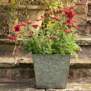 Common Yarrow & Dark Galvanised Square Planter Combination