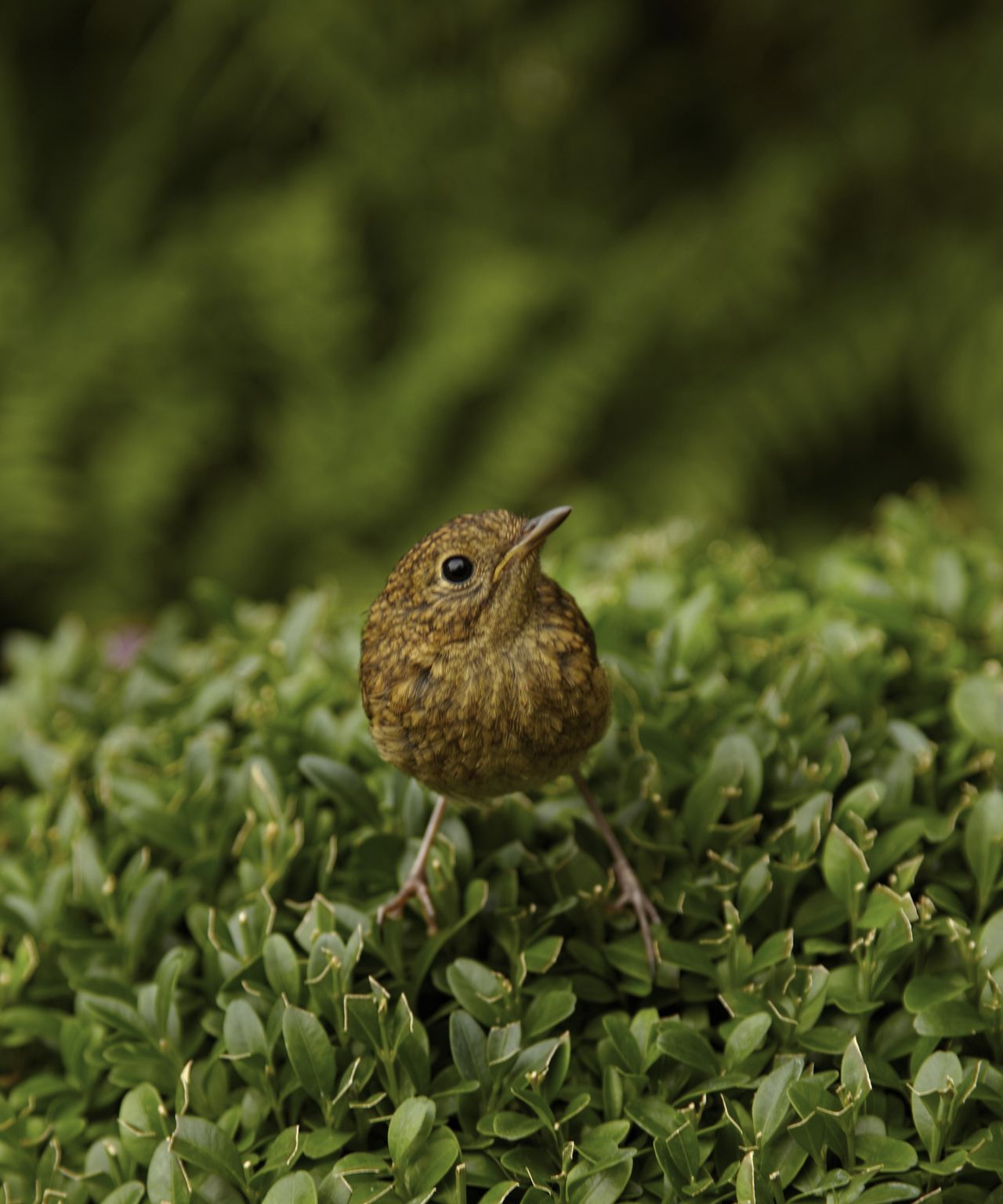 What not to feed wild birds worst bird feeding mistakes Homes & Gardens