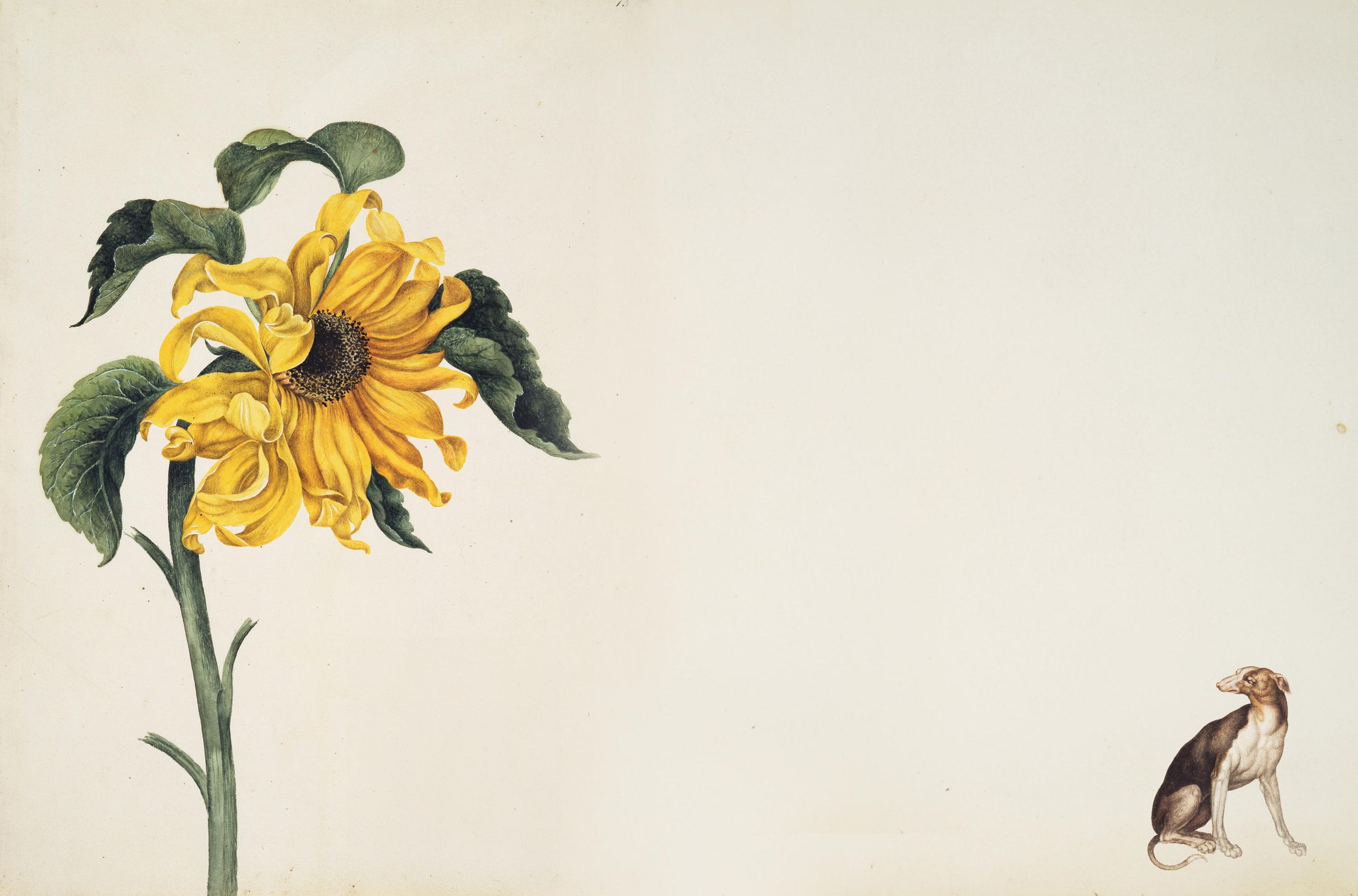 Dragonflies, flowers, dogs and lobsters: The 17th century nature brought back to life by the paintings of Alexander Marshal