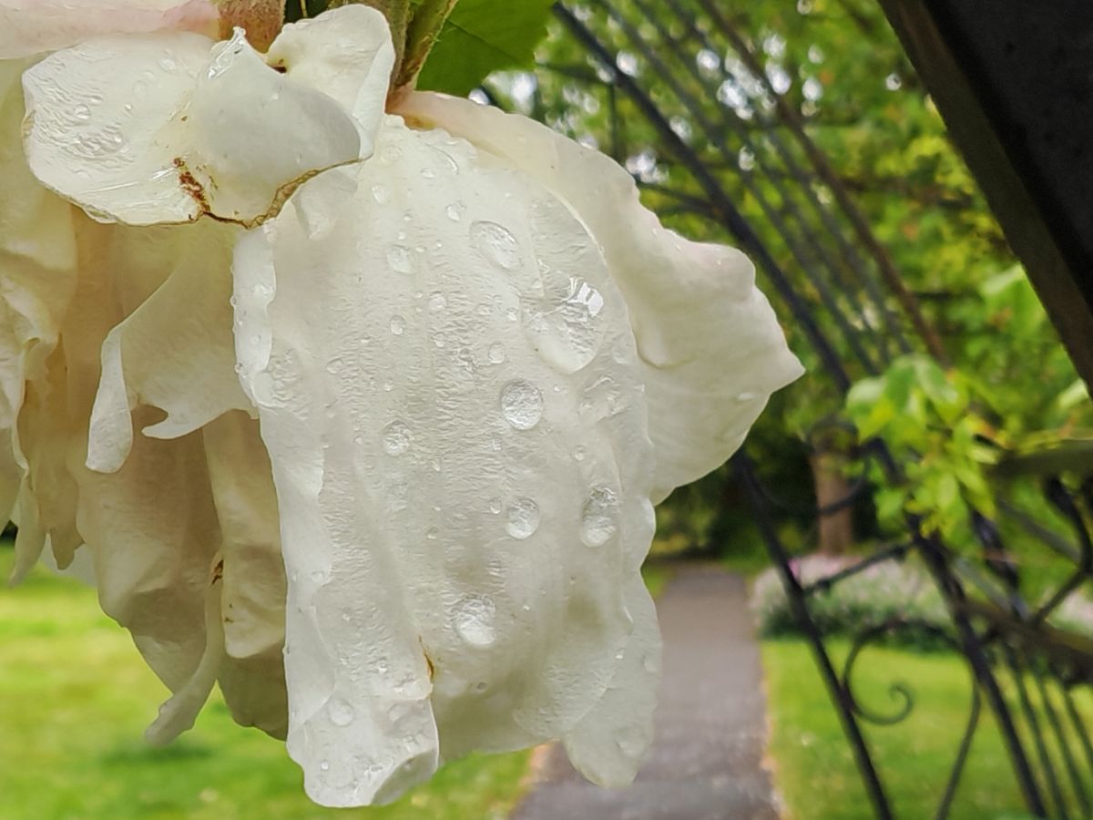 Honor Magic 7 Pro sample images