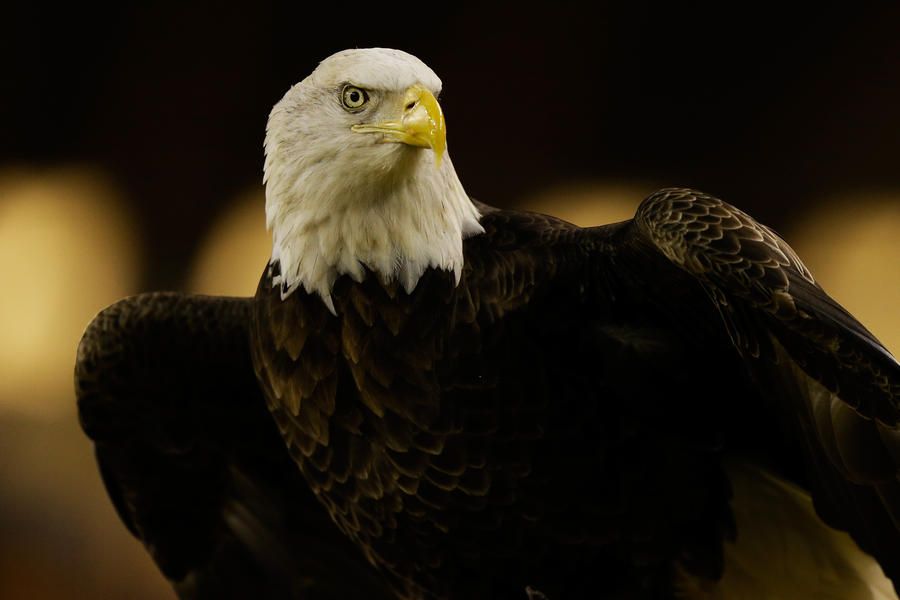 Study: Climate change is threatening half of all North American bird species