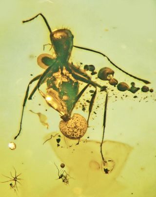 A. baltica can be seen growing out of the rectum, abdomen and neck of the fossilized carpenter ant.