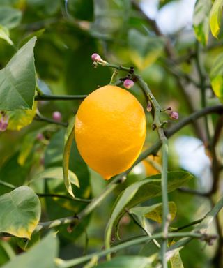 Fruit of a Meyer Lemon Citrus Tree