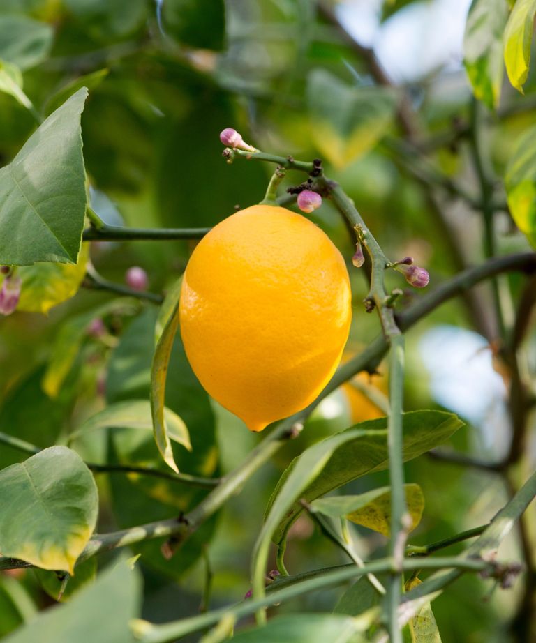 Best fruit trees for small gardens 8 compact varieties