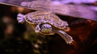 Turtle swimming in tank