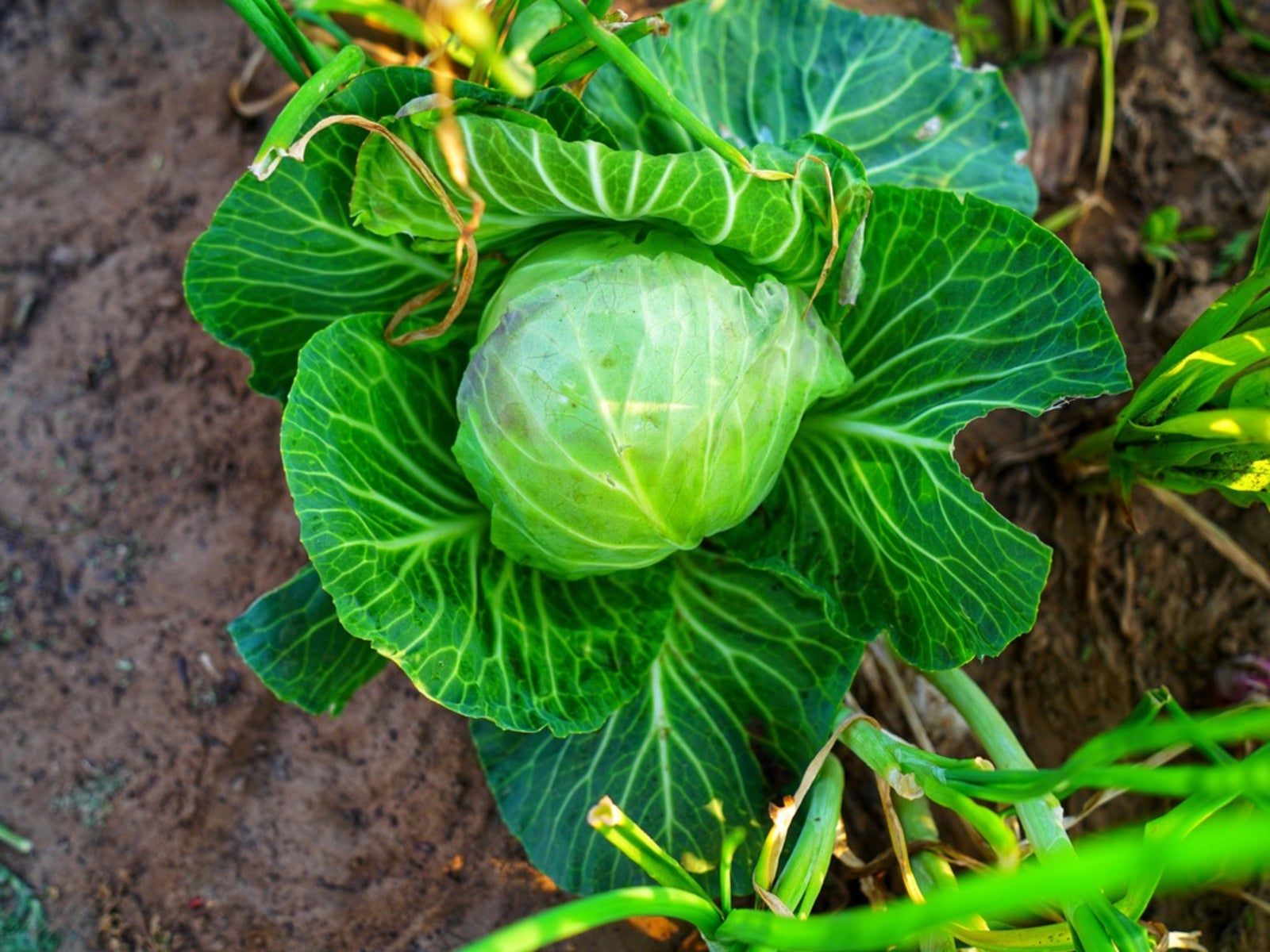 Splitting Cabbage Heads What Causes Split Cabbage Heads Gardening