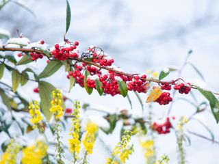 mahonia and cotoneaster berries